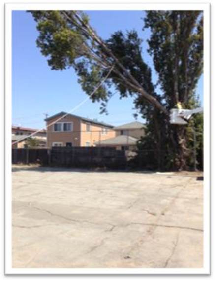 Description: 2nd St Park Tree removal